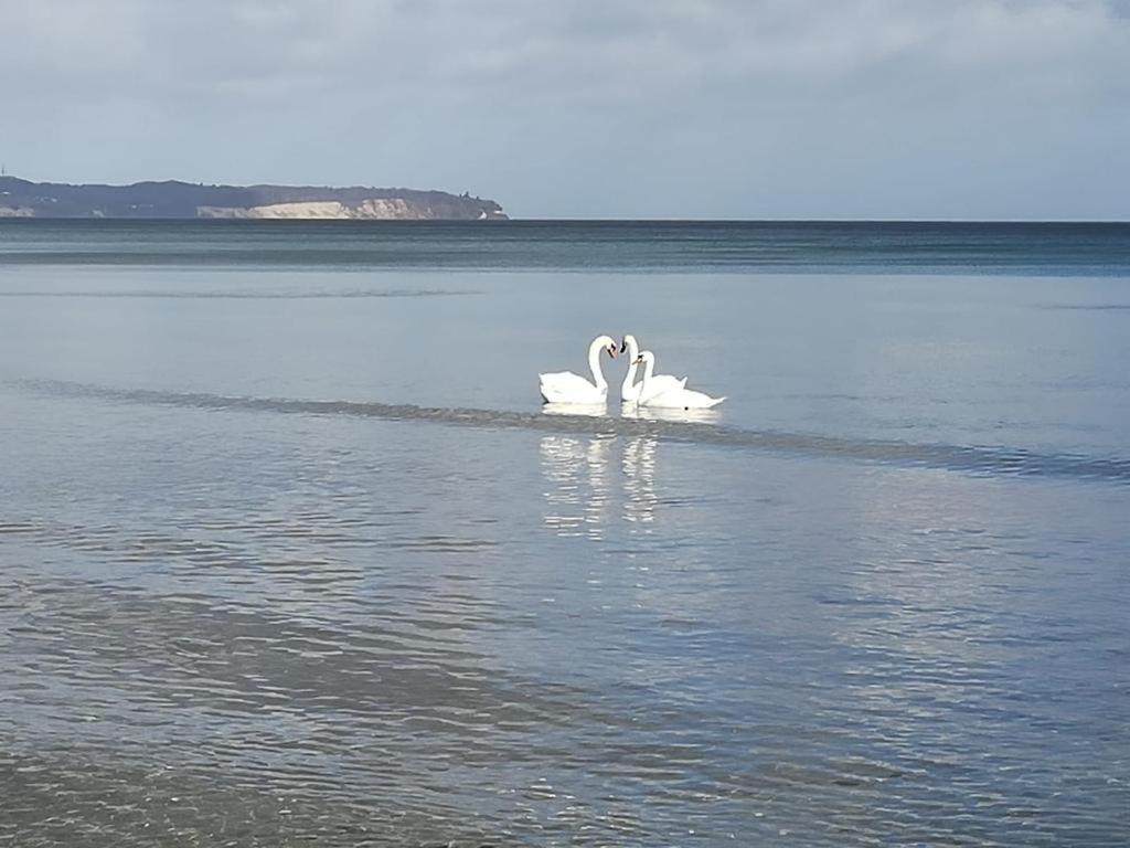 Ankerplatz Binz Im Haus Strelasund Dış mekan fotoğraf